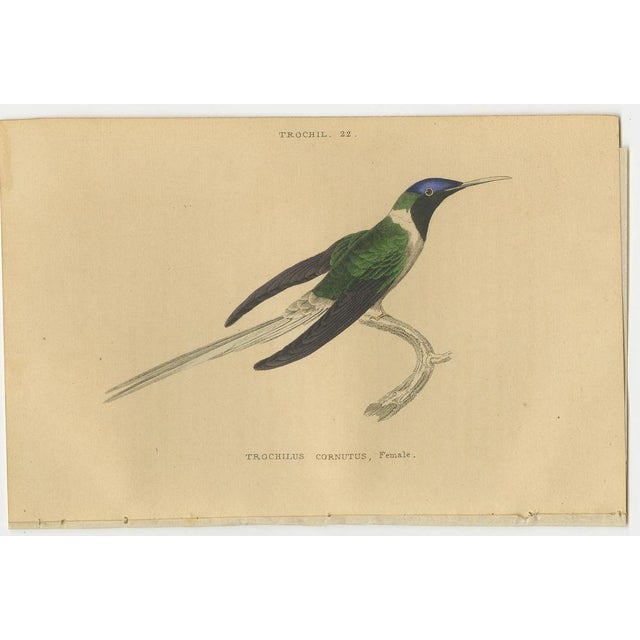 Jardine, Evening Hummingbird, 1837, Prints, Set of 6 For Sale - Image 4 of 8