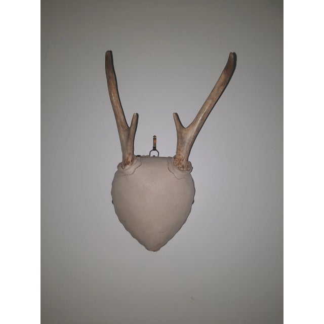 Set of beautiful late 20th Century trophy deer antlers with leather center.