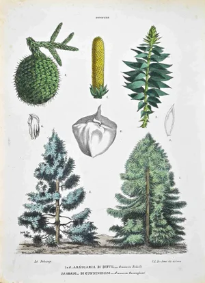 Vincenzo Tenore, The Conifers, Lithograph, 1870s