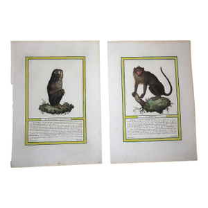 Antique 18th Century Hand Colored Copperplate Monkey Engravings - A Pair