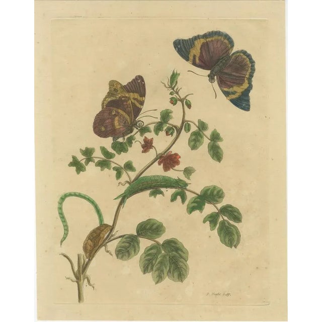 Paper Metamorphosis of Surinamese Insects, 1705, Paper For Sale - Image 7 of 7