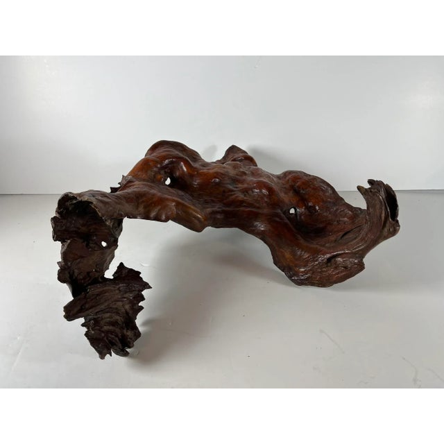 Auburn Mid 20th Century Tree Root Sculpture For Sale - Image 8 of 13