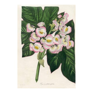 1836, Begonia Botanical Print From Joseph Paxton, Original Antique Botanical Print, Lithograph, Hand-Colored, England For Sale