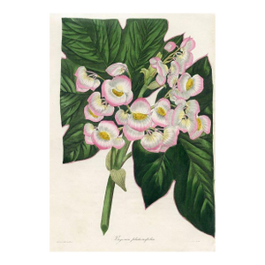 1836, Begonia Botanical Print From Joseph Paxton, Original Antique Botanical Print, Lithograph, Hand-Colored, England