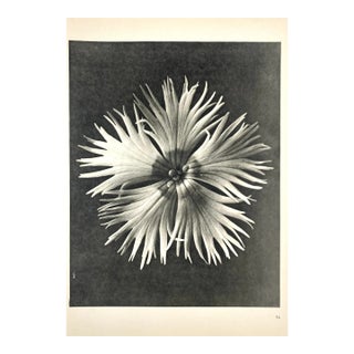 1940s Botanical Blossfeldt Print - No. 14 For Sale