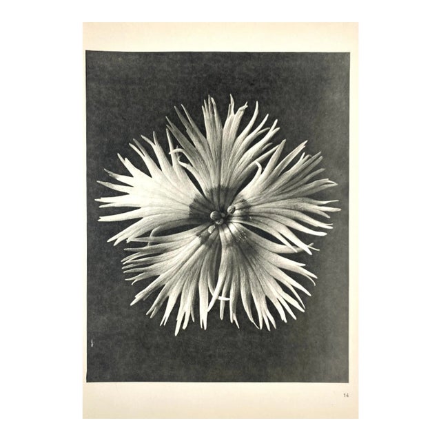 1940s Botanical Blossfeldt Print - No. 14 For Sale