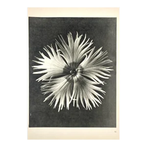 1940s Botanical Blossfeldt Print - No. 14