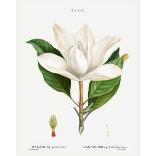 Southern Magnolia, Redouté Botanical Print, 16" X 20" For Sale