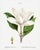 Southern Magnolia, Redouté Botanical Print, 16" X 20" For Sale