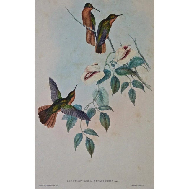 This is a framed hand-colored folio sized lithograph entitled "Campylopterus Hyperythrus" (Rufous-breasted Sabrewing...