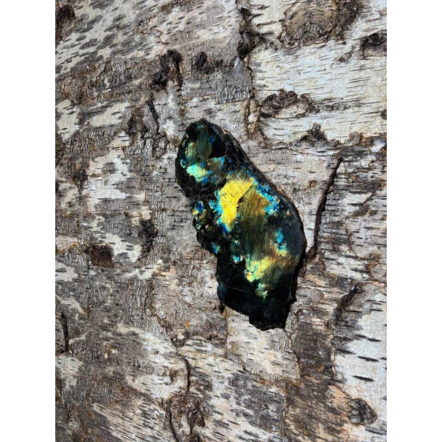 Birch Bark Bookcase by Sophie Gallardo & George Guillaume Cassan For Sale - Image 11 of 18