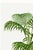 Paper Vintage Palm Botanical Study, Art Print Reproduction, 40" X 60" For Sale - Image 7 of 10
