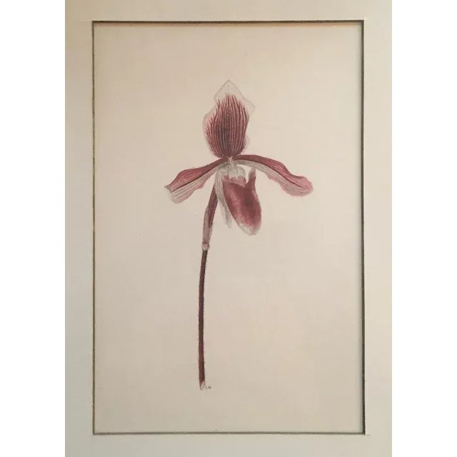 White Watercolor Botanical Painting of a Lady Slipper Orchid 1940's For Sale - Image 8 of 12