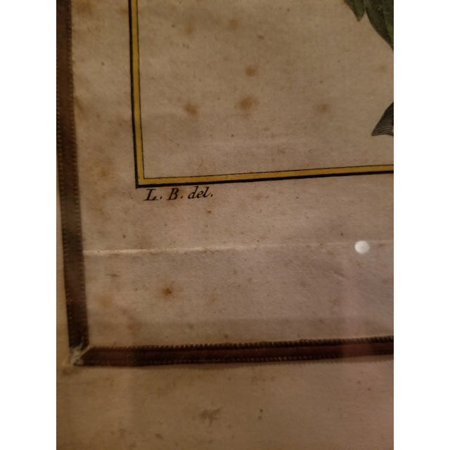 18th Century Strawberry Print For Sale In San Antonio - Image 6 of 9