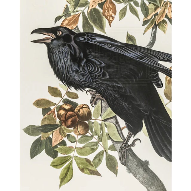 Illustration 1980s The Abbeville Press Edition of the Raven (Plate 101) From the Birds of America by John James Audubon For Sale - Image 3 of 5