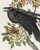 Illustration 1980s The Abbeville Press Edition of the Raven (Plate 101) From the Birds of America by John James Audubon For Sale - Image 3 of 5