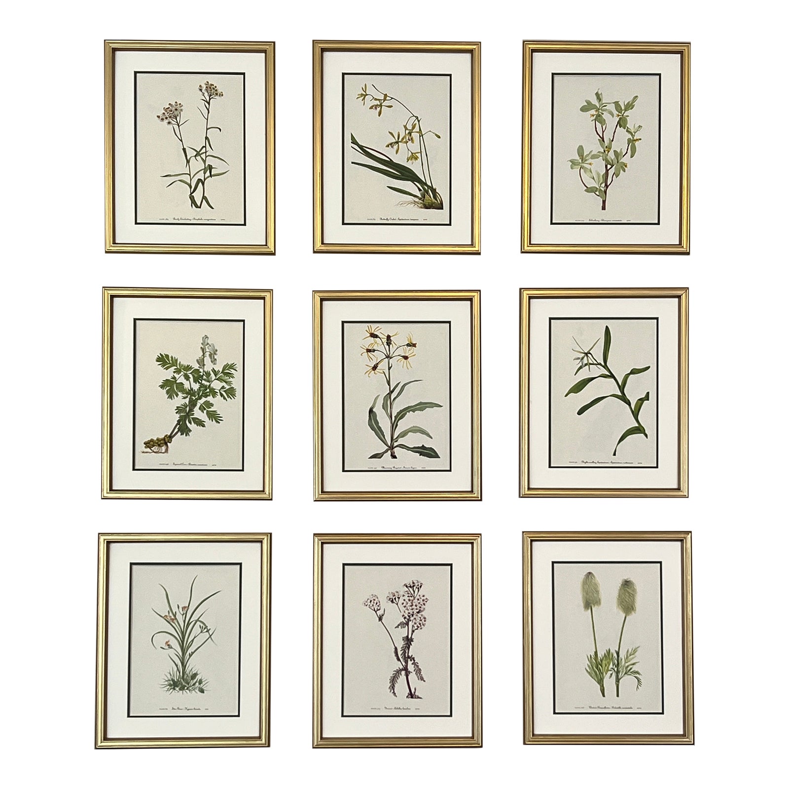 Framed Vintage Botanical Prints Set of 9 1970s Wild Flower Prints ...