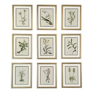 Framed Vintage Botanical Prints Set of 9 1970s Wild Flower Prints For Sale