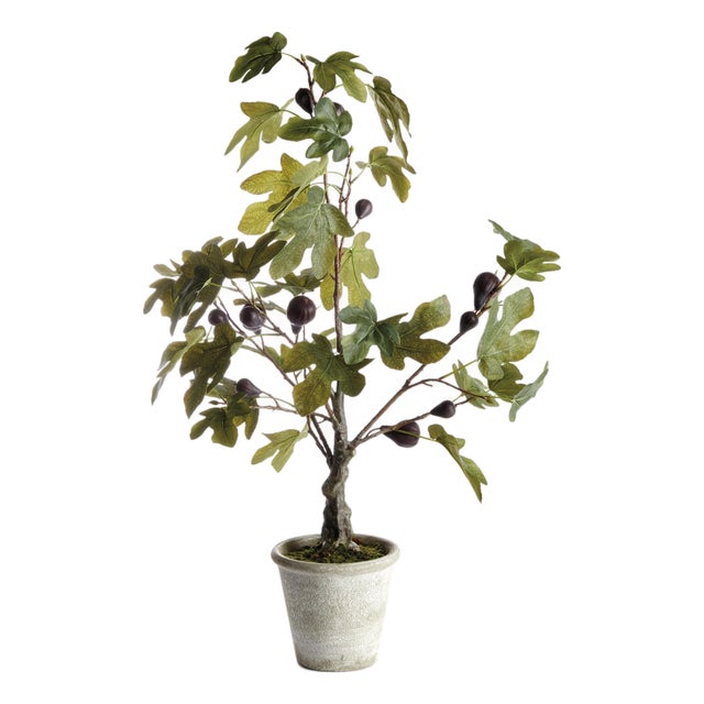 Fig Tree With Figs Potted Drop-In 34" For Sale