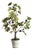 Fig Tree With Figs Potted Drop-In 34" For Sale