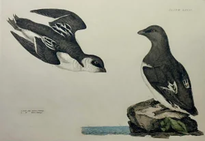 20th Century Little Auk Ornithology Print
