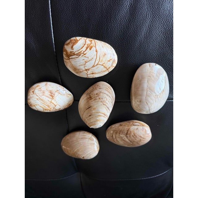 Contemporary Set of 6 Fossilized Clam Shells / Natural Specimens For Sale - Image 3 of 3