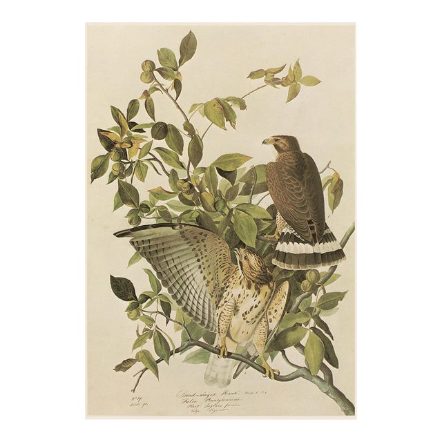 1966 Vintage Farmhouse Cottage Print "Broad-Winged Hawk" After John James Audubon For Sale