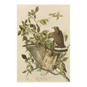 1966 Vintage Farmhouse Cottage Print "Broad-Winged Hawk" After John James Audubon