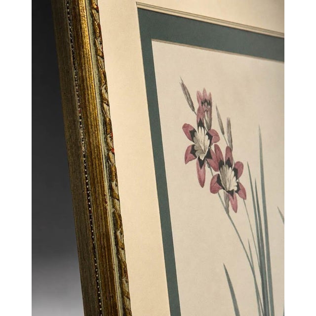 Early 21st Century Vintage-Style Ixia Botanical Wall Art For Sale - Image 5 of 5