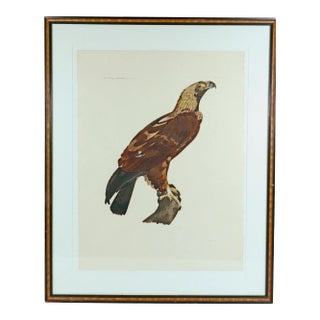 Eagle of Thebes, Large Hand-Colored Engraving From Napoleon’s Description De L’Égypte For Sale