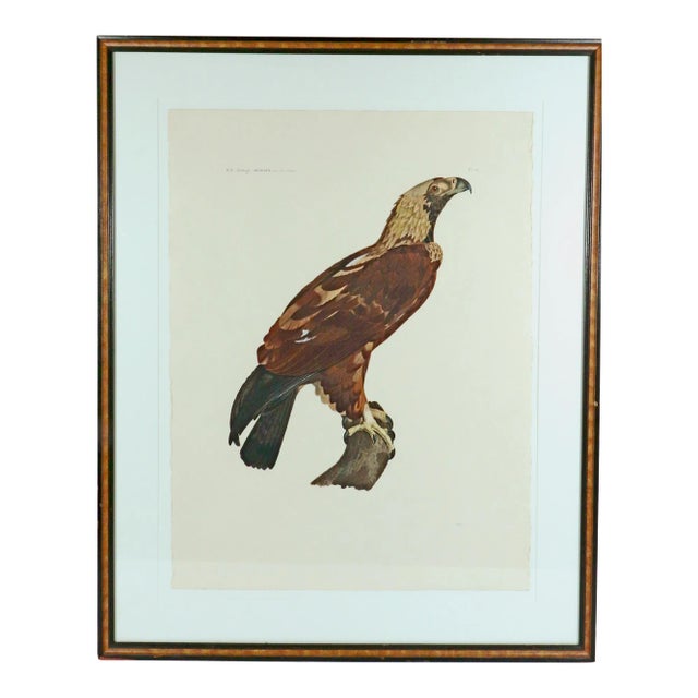 Eagle of Thebes, Large Hand-Colored Engraving From Napoleon’s Description De L’Égypte For Sale