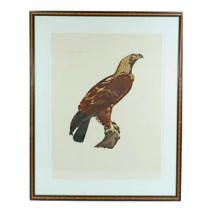 French Engraving of an Eagle From the Description De L'Egypte, J. Ces. Savigny