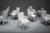 Gio Dining Chairs in Ecru Leather by Walter Knoll, Germany, 2000s, Set of 8 For Sale - Image 17 of 18