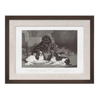 Cassell Dogs; Toy Spaniels, Framed Artwork For Sale