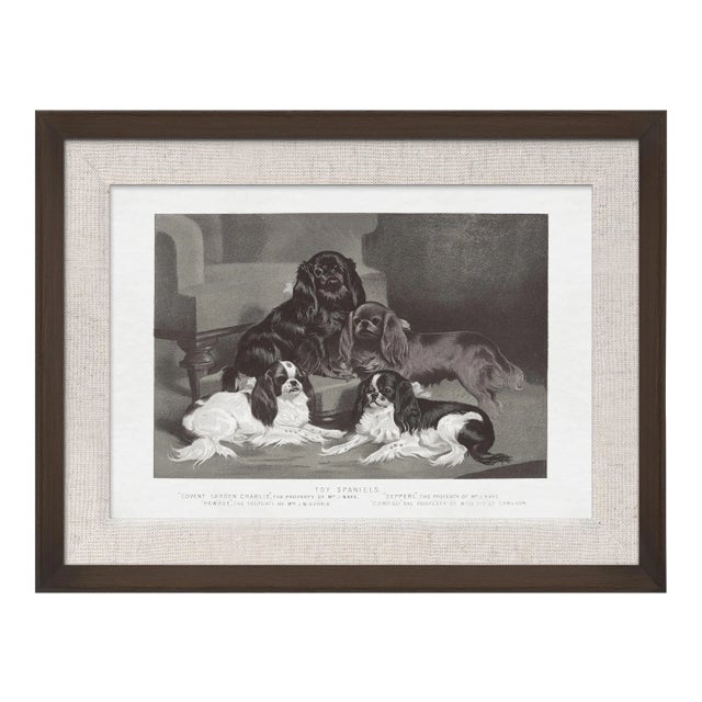 Cassell Dogs; Toy Spaniels, Framed Artwork For Sale