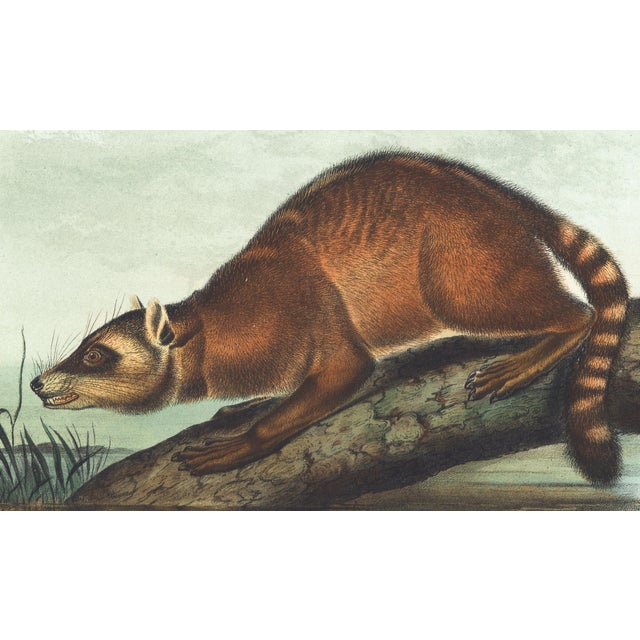 Original first edition Audubon stone lithograph from "The Viviparous Quadrupeds of North America", octavo edition, printed...