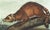 Original first edition Audubon stone lithograph from "The Viviparous Quadrupeds of North America", octavo edition, printed...