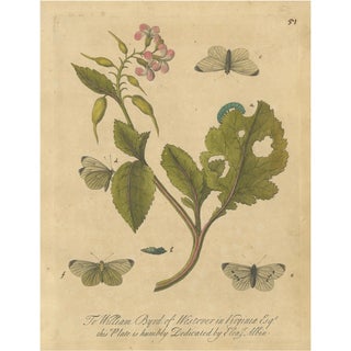 E. Albin, Butterfly Life Cycle on Flowering Plant, Hand-Colored Engraving, 1720 For Sale