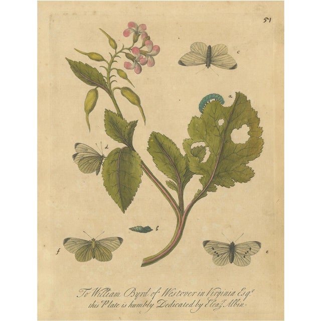 E. Albin, Butterfly Life Cycle on Flowering Plant, Hand-Colored Engraving, 1720 For Sale