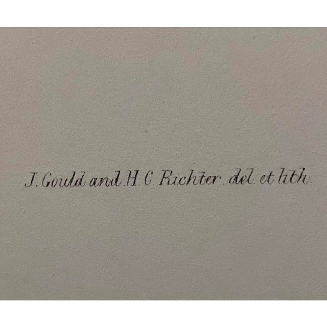 Illustration Hummingbird Lithograph After John Gould For Sale - Image 3 of 4