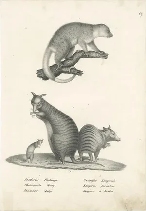 Schinz, Phalanger and the Striped Kangaroo in Australia, 1825, Print