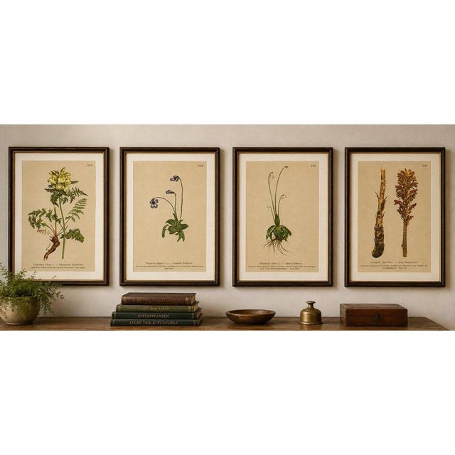 Black After Anton Hartinger, Alpine Botanical Plates, Small Chromolithographs, 1897, Set of 4 For Sale - Image 8 of 9