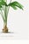 Royal Palm Study, Vintage Botanical Art Print Reproduction, 20" X 30" For Sale - Image 11 of 11