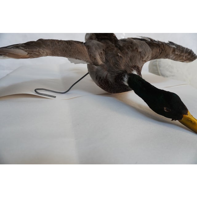 Taxidermy Flying Mallard Duck For Sale - Image 13 of 13