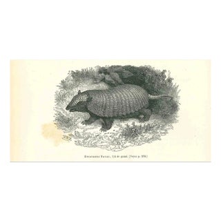 Paul Gervais, Encoubert Poyou, Lithograph, 1854 For Sale
