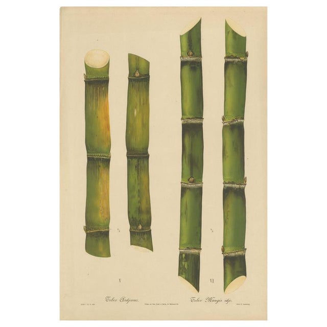 Sugarcane, 1892, Paper For Sale - Image 10 of 10