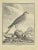 Sparrowhawk is an etching realized in 1771 by C. Haussard. Signed in flat. The Artwork Belongs to the Suite "Natural,...