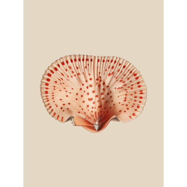 Set of 12 – Sea Forms | Sea Shells Natural History Fine Art Prints | Unframed For Sale - Image 10 of 14