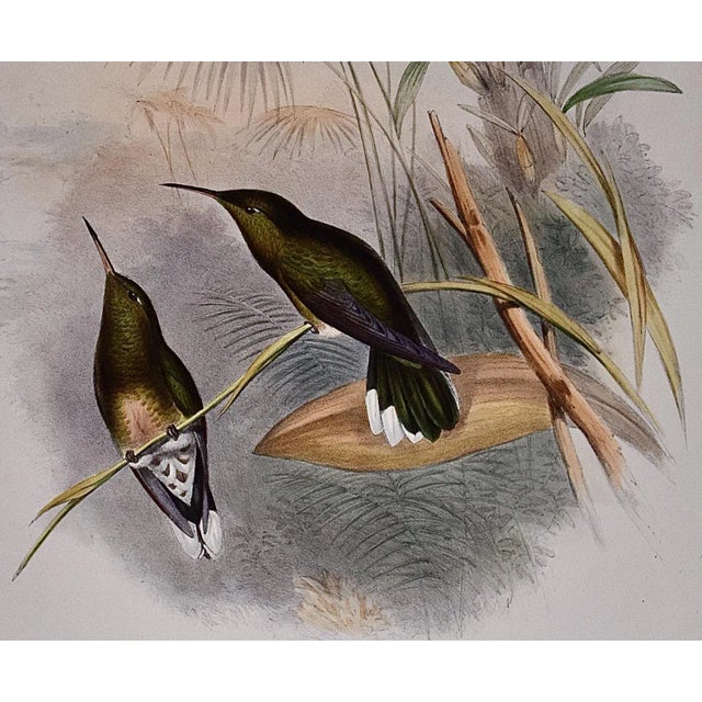 Cuvier's Sabre-Wing Hummingbirds: A 19th C. Hand-Colored Lithograph by John Gould and Henry Constantine Richter, 1849-1861 For Sale - Image 4 of 5