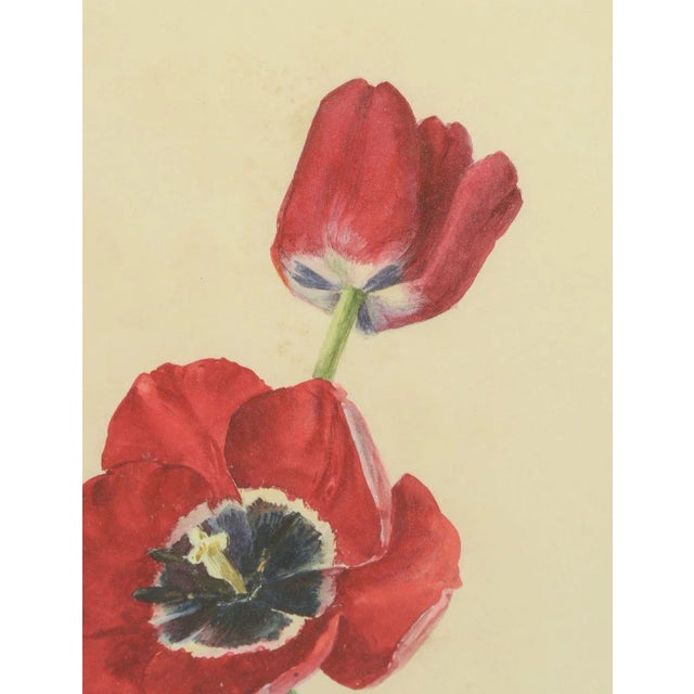 Early 20th Century Watercolor Painting of a Purple and White Parrot Tulip For Sale - Image 4 of 9